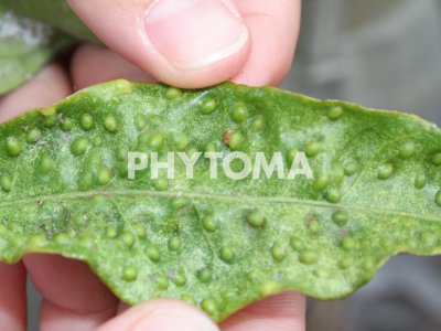 Trioza erytreae ( HLB ) 